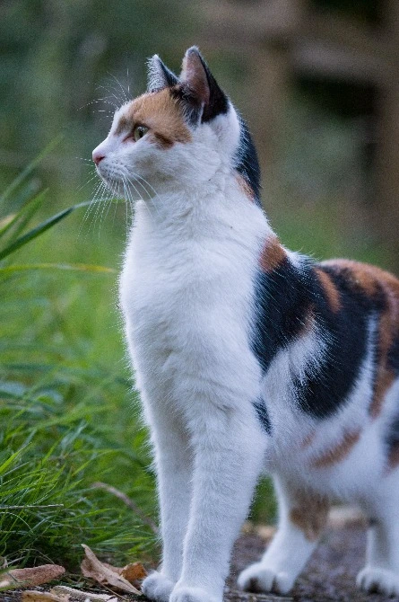 Photo of a cat outside in the grass